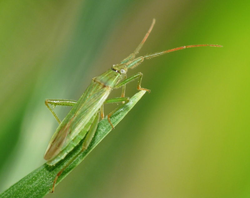 Miridae: Stenodema calcarata della Toscana (LI)